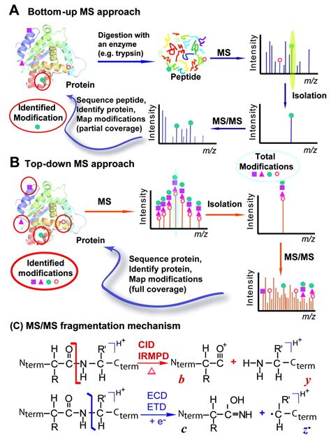 Comprehensive Analysis of Protein Modifications by Top-Down Mass ...