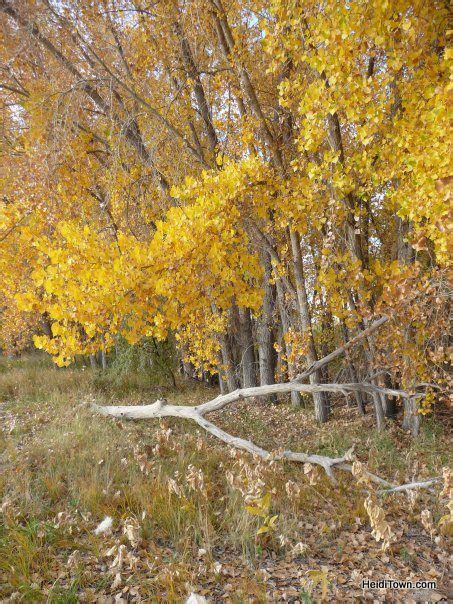 Viewing fall colors via a Colorado train ride - HeidiTown