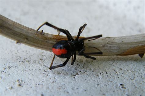 Redback Spider Information And Latest Wallpapers 2013 | Top hd animals wallpapers