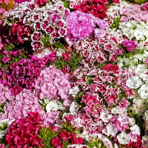 Mixed Dianthus Seeds, Flower Seeds#30 – Mays Garden Seed