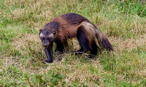 U.S. Fish and Wildlife Service Lists Wolverines as Threatened Under Endangered Species Act | OC ...