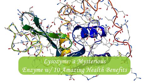 Lysozyme: a Mysterious Enzyme w/ 10 Amazing Health Benefits