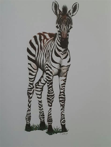 Baby Zebra Colored Pencil Drawing by Barbara | Color pencil art, Colored pencil drawing, Baby zebra