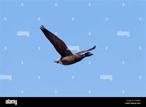 Brant goose / brent goose (Branta bernicla) in flight during migration ...