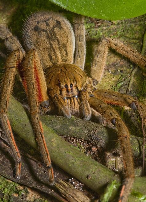 BRAZILIAN WANDERING SPIDER FACTS