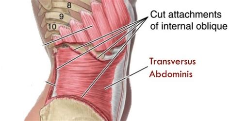 Transverse