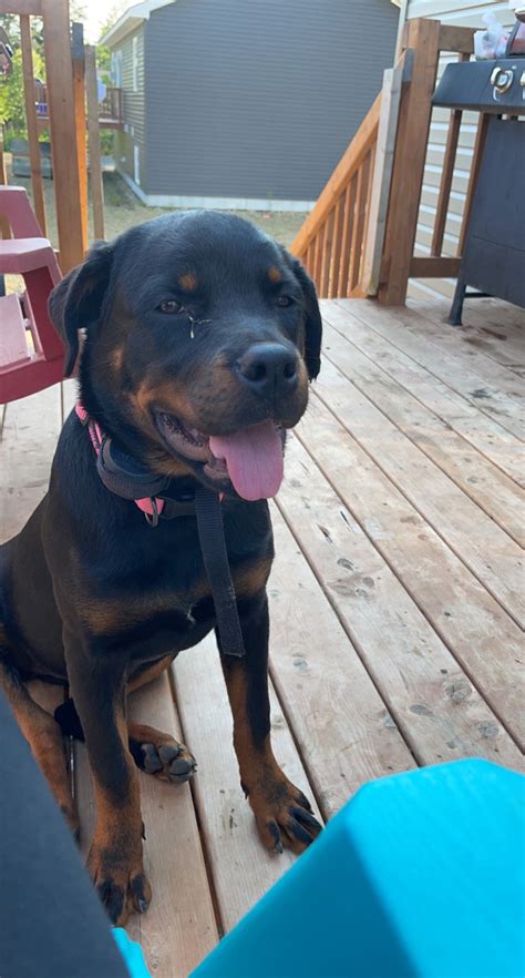 Female Rottweiler | Dogs & Puppies for Rehoming | Moncton | Kijiji