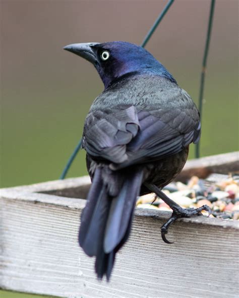 Common Grackle - FeederWatch