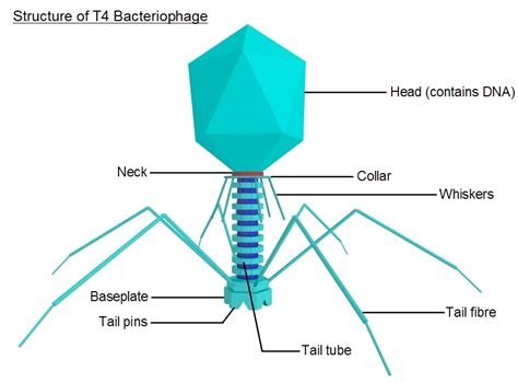 structure of viruses : Biological Science Picture Directory – Pulpbits.net