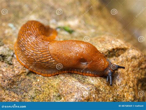 Spanish Slug Eggs Nest Hatchery Hatch Pest Arion Vulgaris Limax Maximus ...