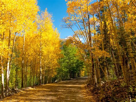 Aspen Trees in fall colors | Smithsonian Photo Contest | Smithsonian ...