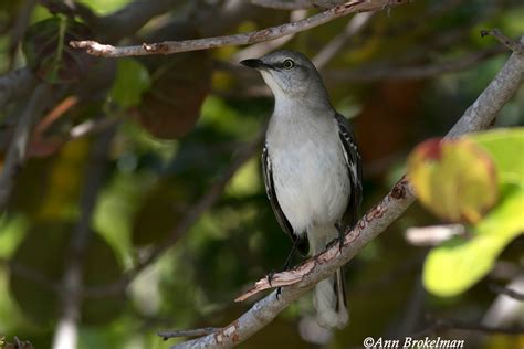 Ann Brokelman Photography: Northern Mockingbird Florida