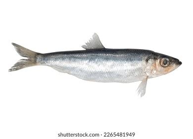 3,559 Fish Herring Baltic Stock Photos, Images & Photography | Shutterstock