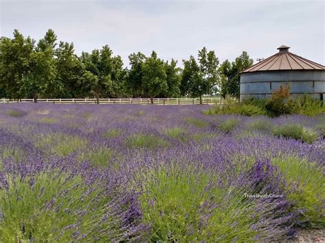 Lavender Fields Forever