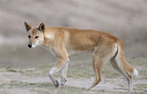 Are Dingoes Devouring Australia's Sheep Industry? - Modern Farmer