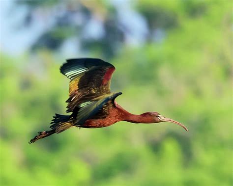 Glossy Ibis in Flight against Green Backdrop Photograph by Steve ...