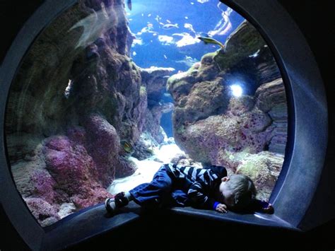 California Academy of Science - Steinhart Aquarium | California academy ...