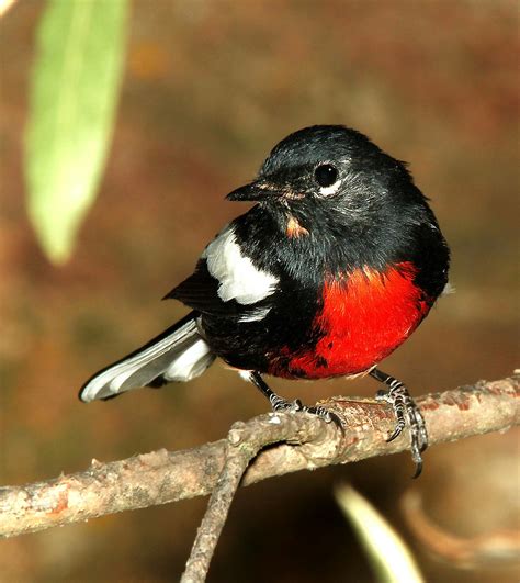 Black White Red Chested Bird Perched on Stem Closeup Photography during ...