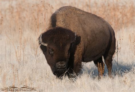 Bison bull grazing on winter grasses - Mia McPherson's On The Wing Photography