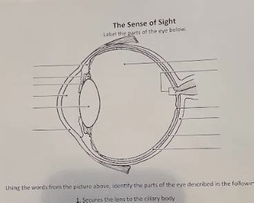 Sense of sight diagram Diagram | Quizlet