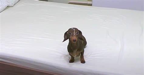 Little dog can’t hold joy when it’s allowed to jump on the bed for the ...