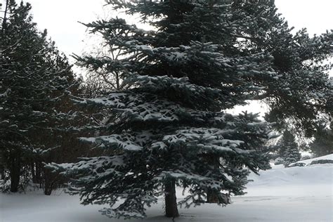 Evergreen trees in the snow. | Biorefinery