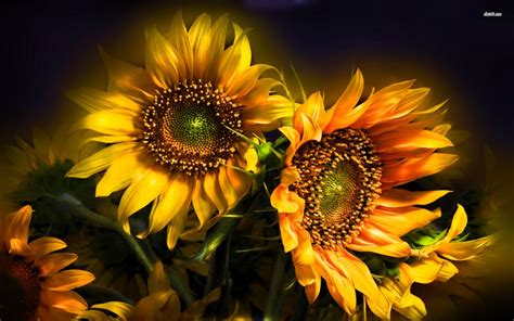 Download Flower Nature Sunflower HD Wallpaper