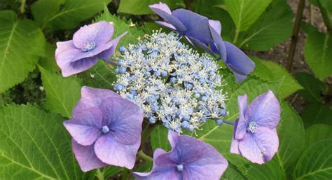 Pruning hydrangeas in Spring - Hydrangea Guide