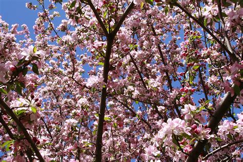 File:Apple-tree-flowers-spring - West Virginia - ForestWander.jpg - Wikimedia Commons