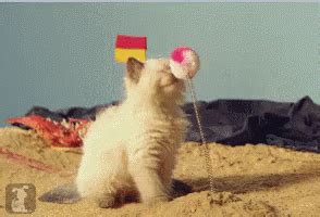 Cat Boop GIF - Cat Boop Surprised - Discover & Share GIFs