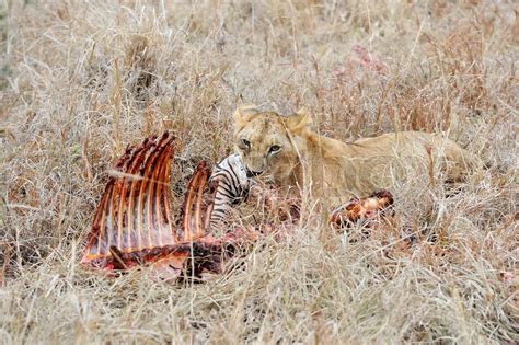 Lions eating a zebra | Stock image | Colourbox