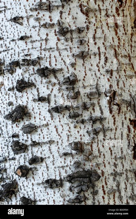 White poplar bark, Calasparra. Murcia. Spain Stock Photo - Alamy