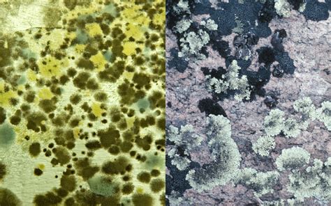 Mold Vs Fungus: What's The Difference Between Them?