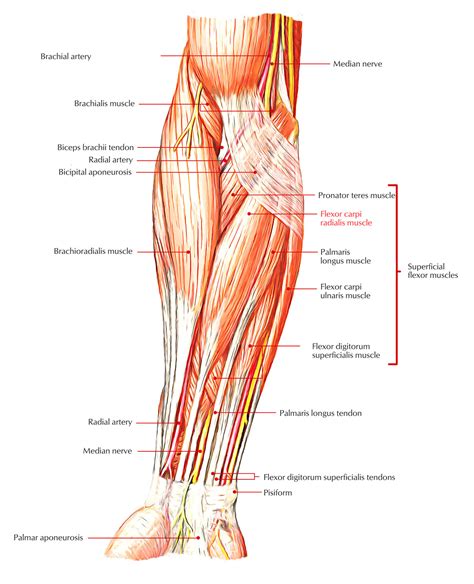 Flexor Carpi Radialis – Earth's Lab