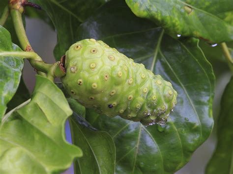 How to Grow Noni Plant | Hunker | Fruit plants, Noni fruit, Plants