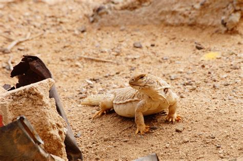 Free Images : sand, desert, animal, wildlife, wild, reptile, iguana ...