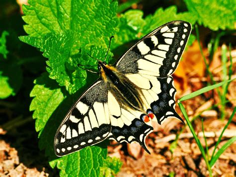 Old World Swallowtail Free Photo Download | FreeImages