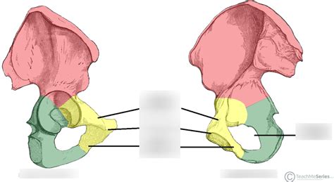 Ischium Diagram | Quizlet