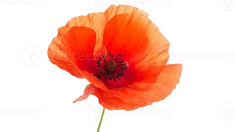 poppy flower png transparent background 29711528 PNG