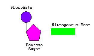 Nucleotide Model preap