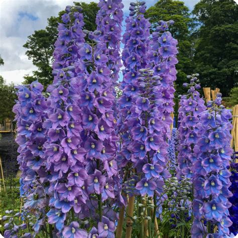 Larkspur Seeds - Shades of Blue - Heirloom Untreated NON-GMO From Canada