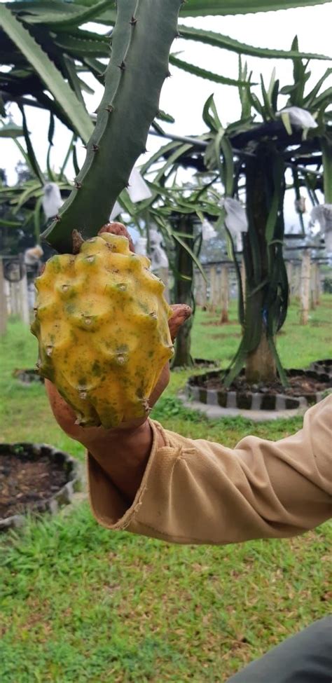 Lebih Manis dan Segar, Yuk Kenalan dengan Buah Naga Kuning