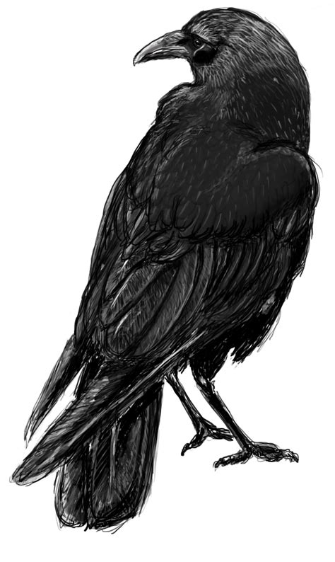 Digital - Crow Sketch | Tatuagem de corvo, Corvos desenho, Arte corvo