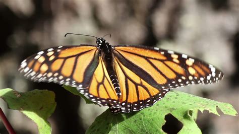 The monarch butterfly sanctuary in mexico 21743825 Stock Video at Vecteezy