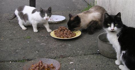 Fined for feeding stray cats. Continue feeding stray animals, maintain ...