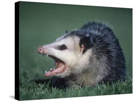 Opossum Showing its Teeth (Didelphis Marsupialis), USA Photographic ...