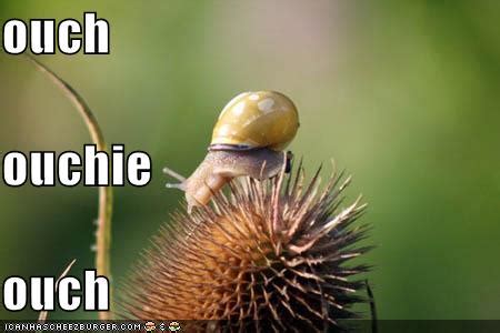 Funny snail pictures New |Funny Animal