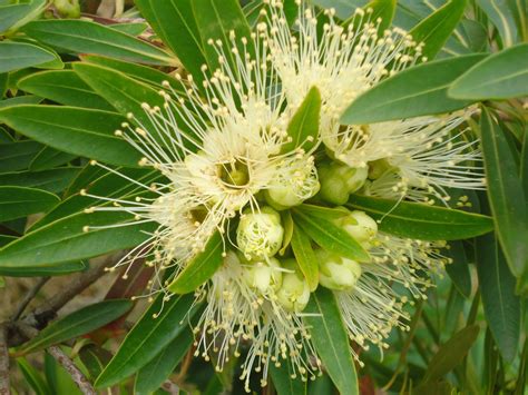 Golden Penda (Xanthostemon chrysanthas) Native to Queensland. A cream version. | Australian ...