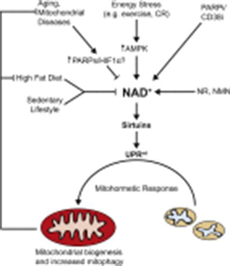 NAD+ Metabolism and the Control of Energy Homeostasis: A Balancing Act between Mitochondria and ...