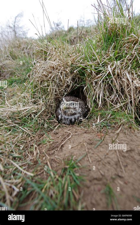 LITTLE OWL Athene noctua AT ENTRANCE TO NEST BURROW IN RABBIT WARREN ...